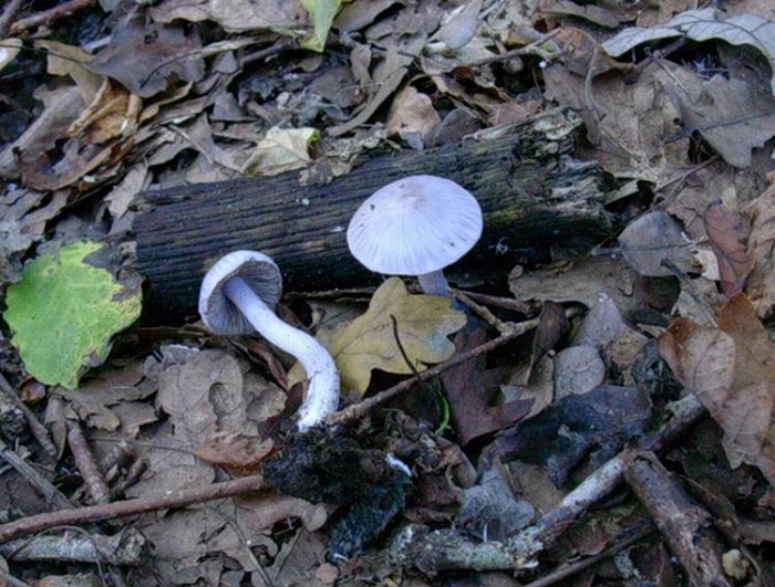 822 Ottobre vecchio ritrovamento